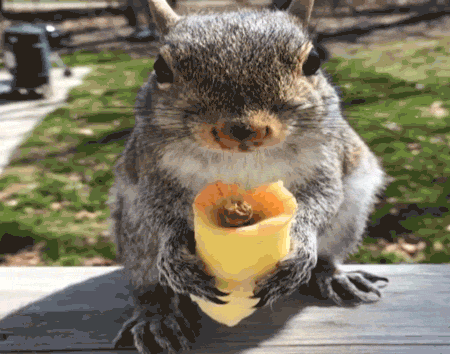 chipmunk-animals-free-animated-gifs-gameznet 022.gif